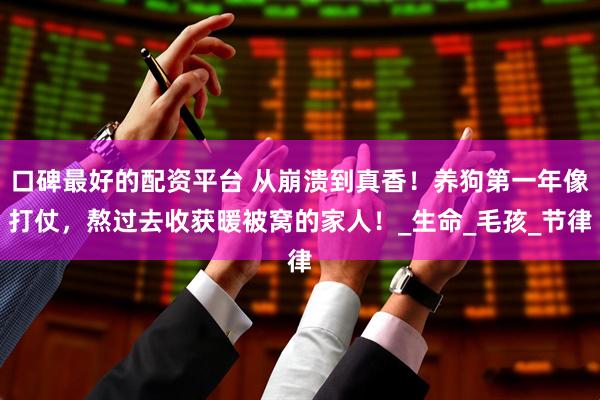 口碑最好的配资平台 从崩溃到真香！养狗第一年像打仗，熬过去收获暖被窝的家人！_生命_毛孩_节律
