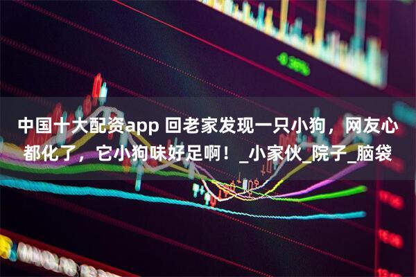 中国十大配资app 回老家发现一只小狗，网友心都化了，它小狗味好足啊！_小家伙_院子_脑袋